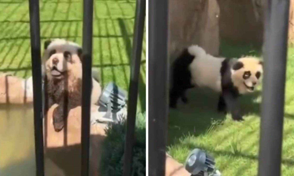 Zoológico na cidade de Shanwei, na China, pintou cachorros da raça Chow Chow para parecerem com ursos panda -  (crédito: Reprodução/Redes Sociais)