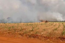 Incêndios em Minas afetam lavouras de café, cana, grãos e outros