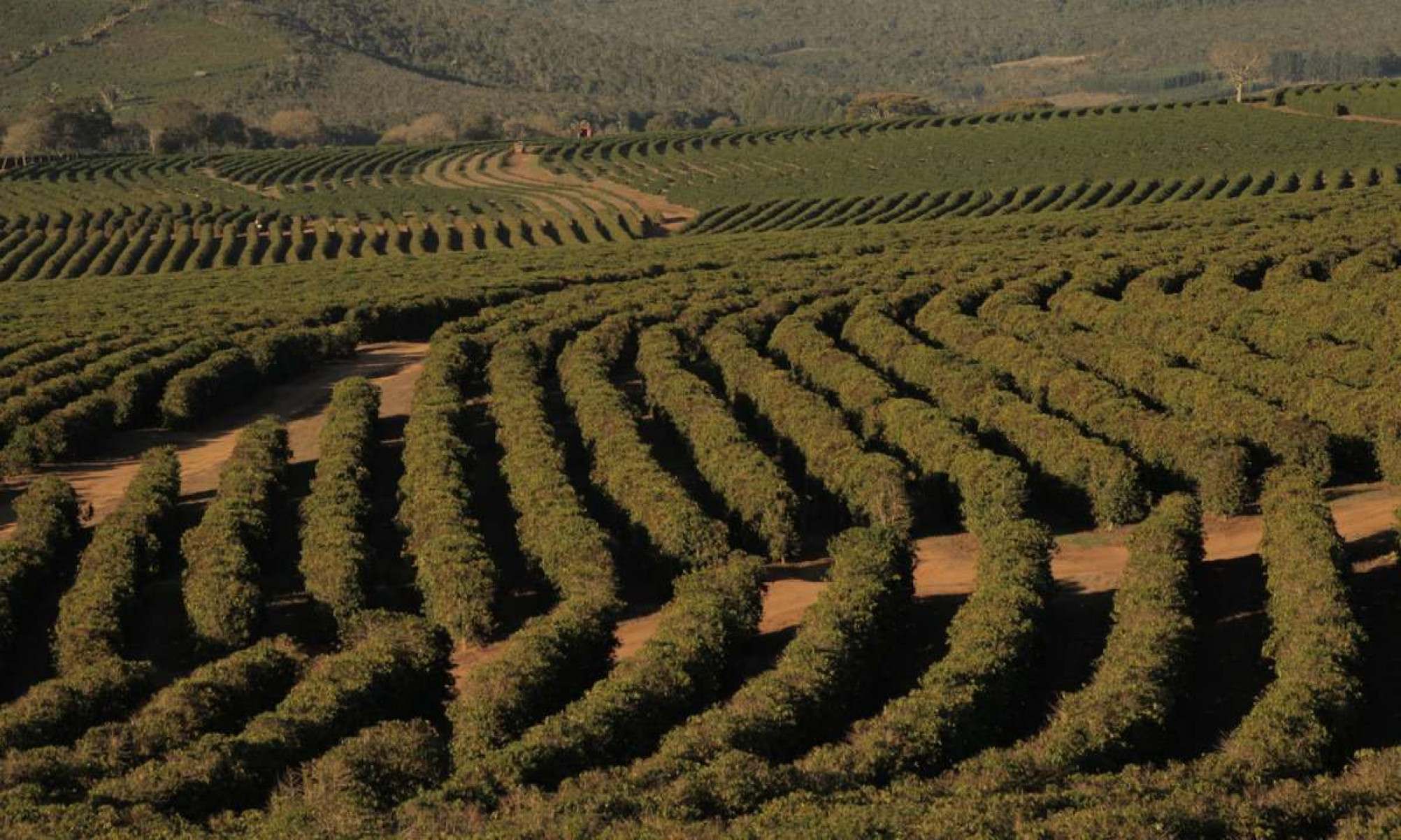 As lavouras de café foram afetadas pela elevação da temperatura, com queda na produção em Minas Gerais