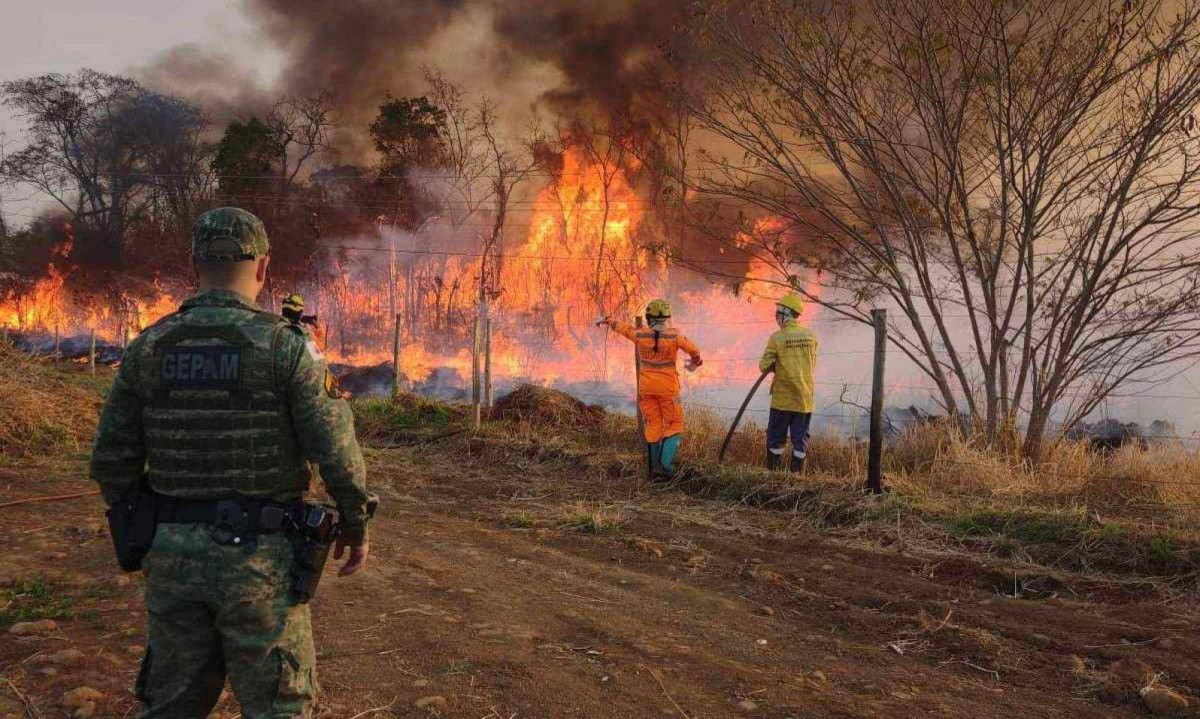 Inc&ecirc;ndio consumiu mais de 531 hectares em Araguari -  (crédito: Divulga&ccedil;&atilde;o/PMMG)