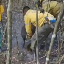 Socorristas resgatam anta em parque com fogo subterrâneo -  Reprodução TV Globo