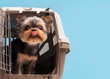 A pressão social para se ter pets em casa, se compara apenas àquela para se ter filhos: 