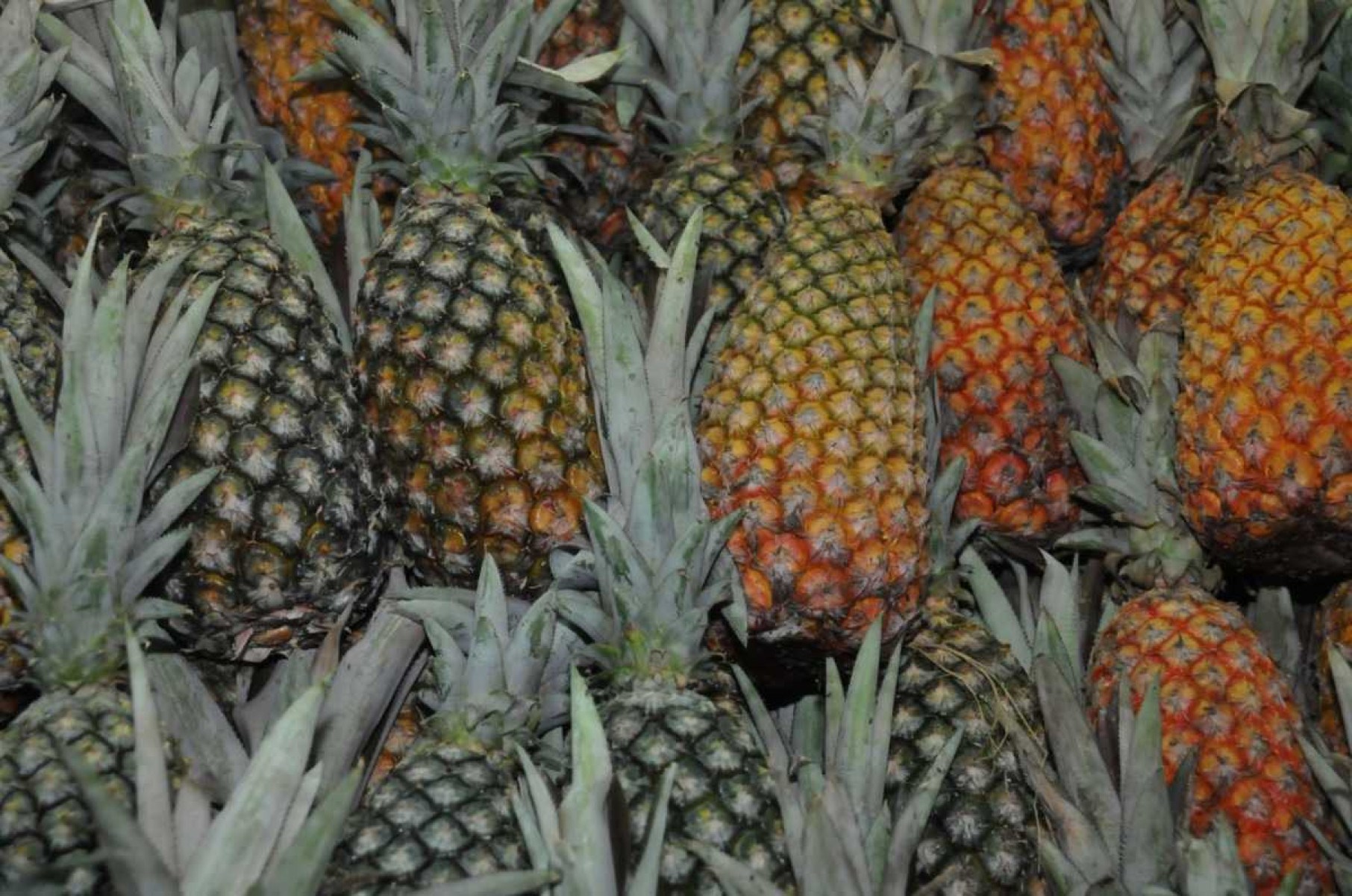 Falta de chuva faz as frutas sumirem do meu quintal 