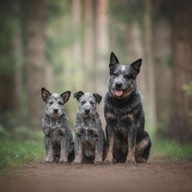 O boiadeiro australiano é um cão de trabalho dedicado e um ótimo amigo para a família (Imagem: Liudmila Bohush | Shutterstock) -  (crédito: EdiCase)