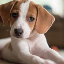 Os cachorros precisam de tempo para se adaptarem ao novo ambiente (Imagem: StephanieWestPhotography | Shutterstock) -  (crédito: EdiCase)