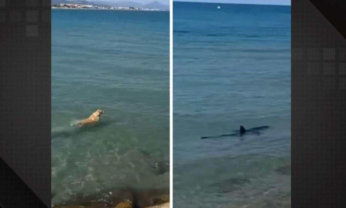 Cachorro corajoso enfrenta tubarão em praia e viraliza no TikTok -  (crédito: Reprodução/Dailymotion)