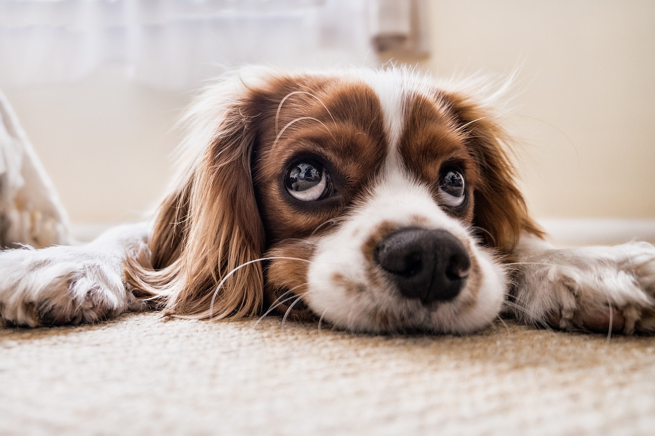 Fim de ano: dicas de veterinária para cuidar dos pets e evitar estresse