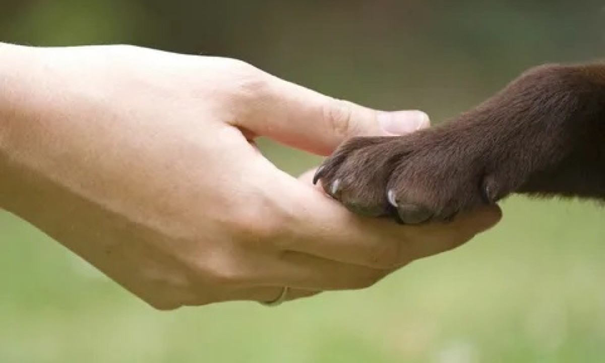 Dia Nacional de Adotar um Animal chega a 24ª edição -  (crédito: DINO)