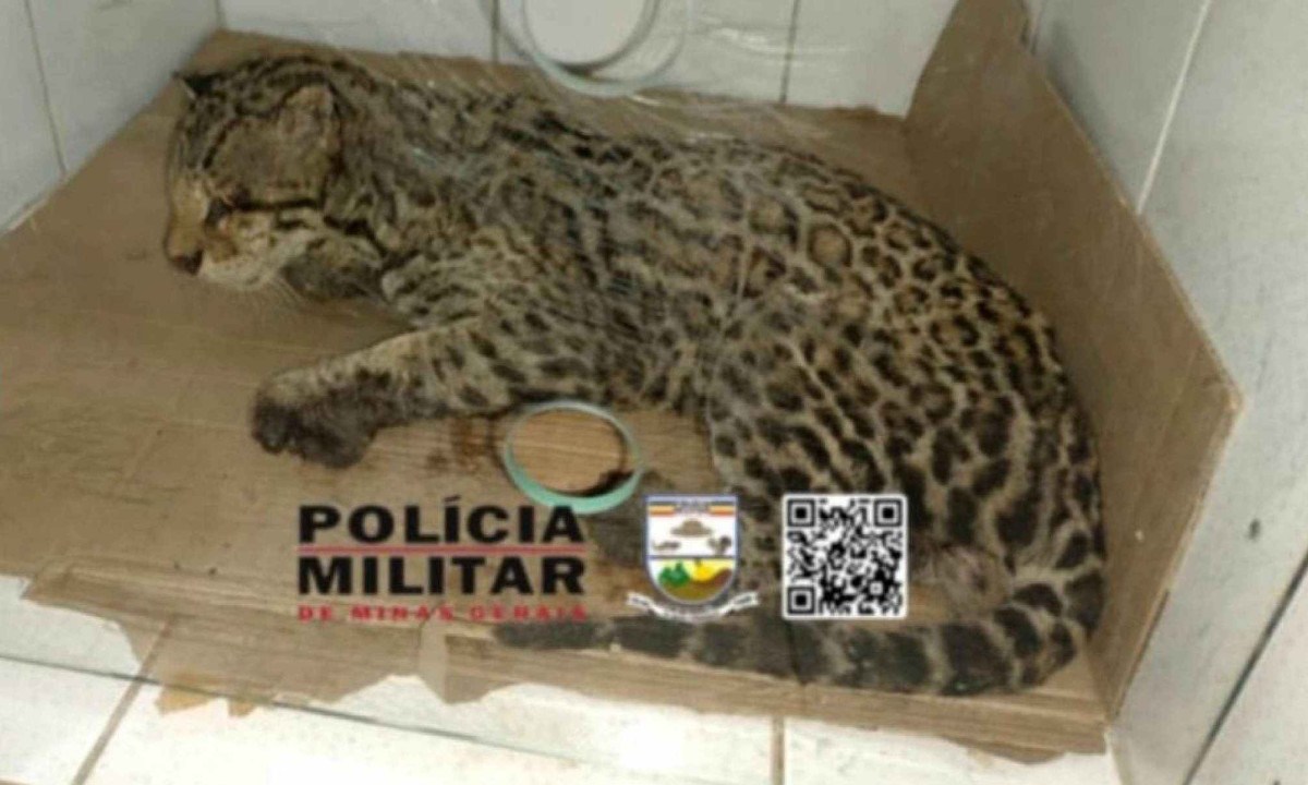 Jaguatirica ferida por queimadas morre em menos de um dia ap&oacute;s o resgate -  (crédito: Rede de Noticias)