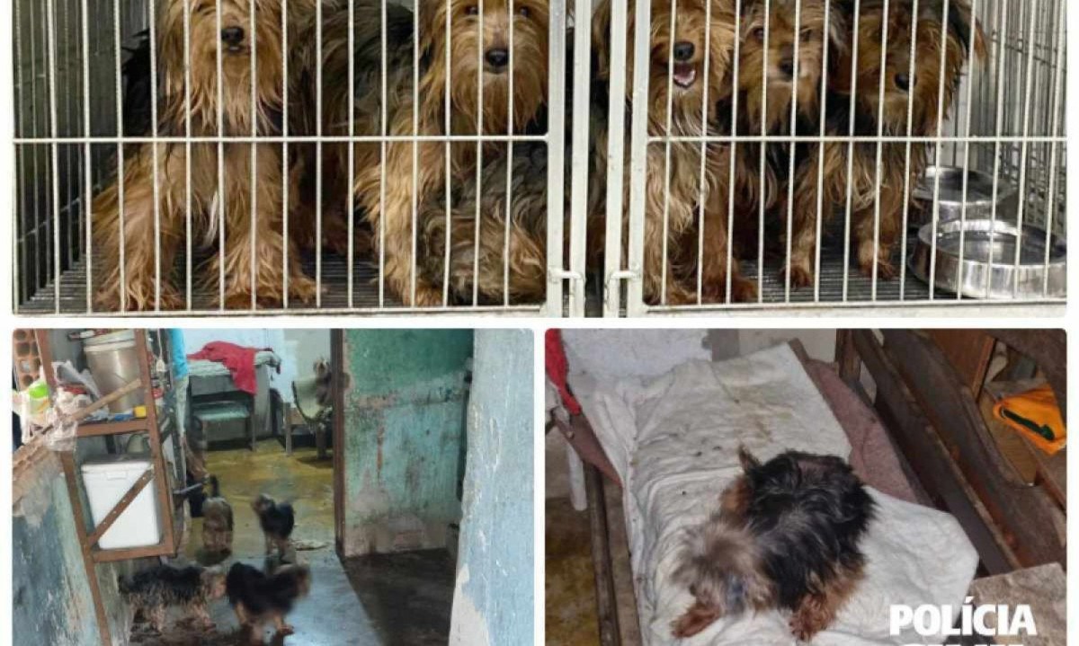Animais foram resgatados de local de um cômodo úmido e sem luz solar -  (crédito: PCMG/Divulgação)