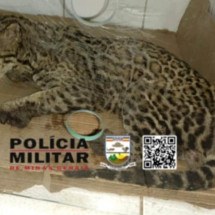 Jaguatirica morre com ferimentos causados por queimadas no Sul de Minas