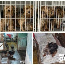 Dez cachorros são resgatados de possível canil clandestino - PCMG/Divulgação