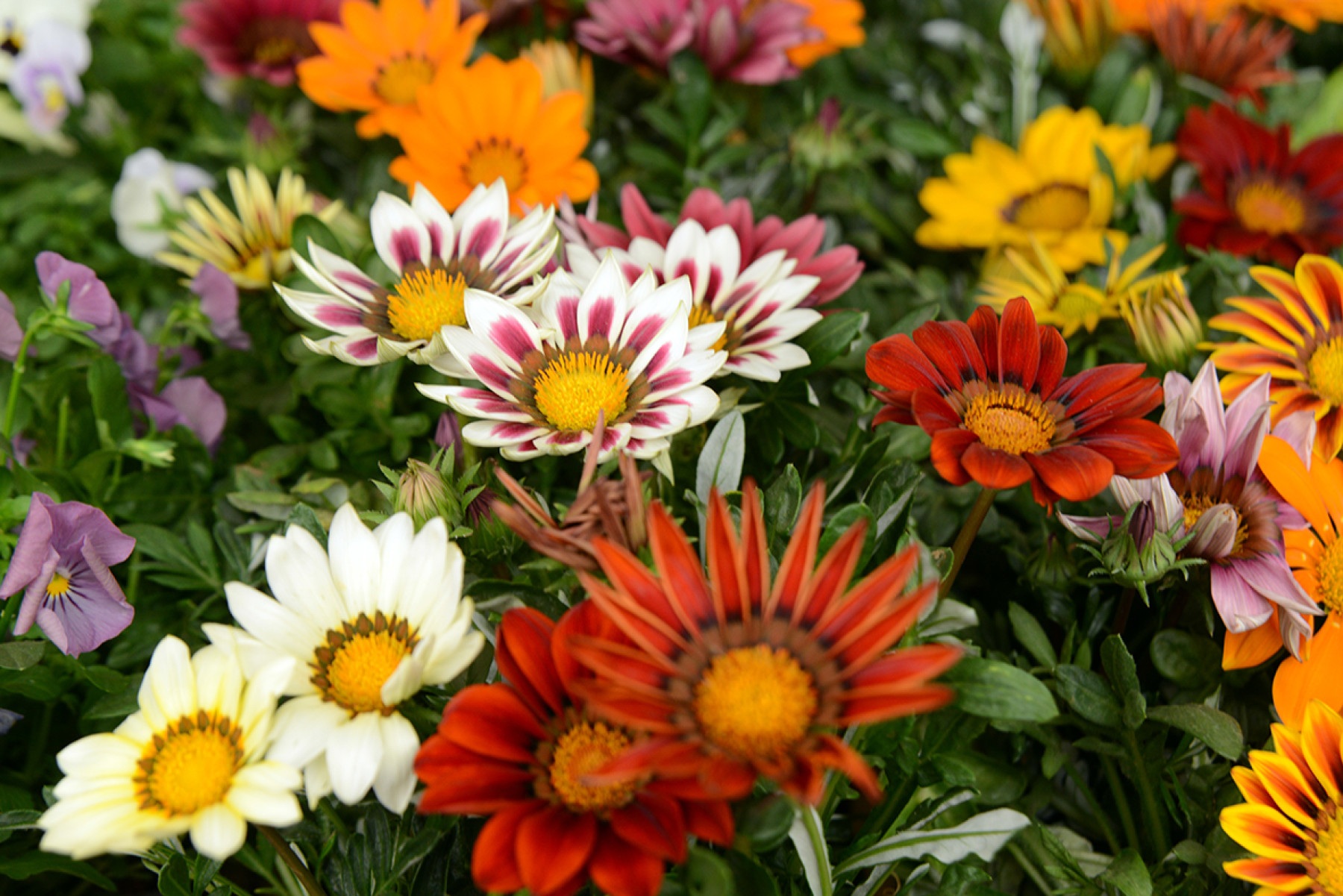 Festa de Flores e Morangos fortalece o agricultor rural -  (crédito:  ClaudiaMifano)