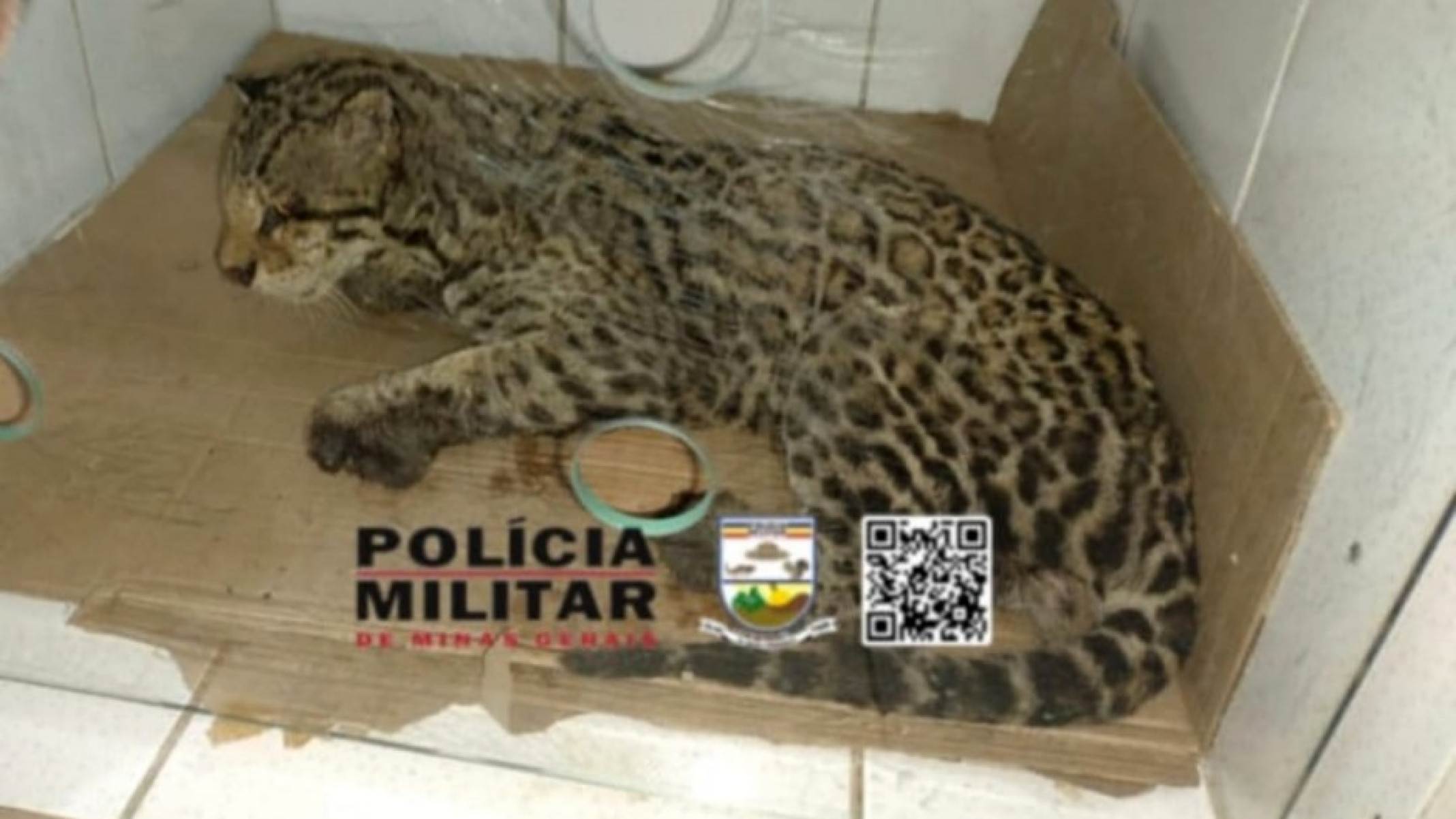 Jaguatirica morre com ferimentos causados por queimadas no Sul de Minas