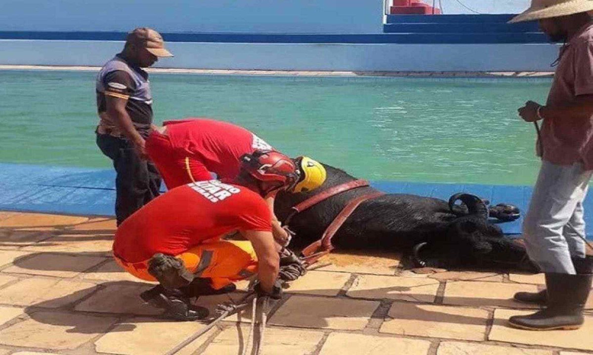 Os bombeiros retiraram o animal da piscina utilizando cordas e polias -  (crédito: CBMMG)