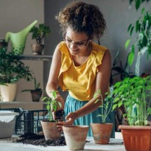 Descubra as 12 plantas que purificam o ar e melhoram o ambiente da sua casa - Likoper de Getty Images