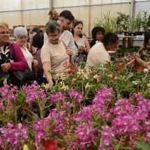 Festa de Flores e Morangos atrai 80 mil visitantes -  ClaudiaMifano