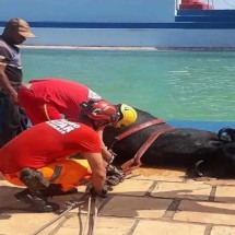 Búfalo é resgatado dentro de piscina - CBMMG