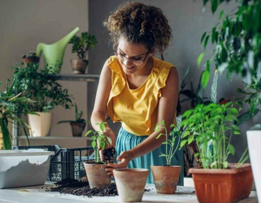 Essas plantas decoram o ambiente e também ajudam a criar uma atmosfera mais limpa, saudável e livre de toxinas
 -  (crédito: Likoper de Getty Images)