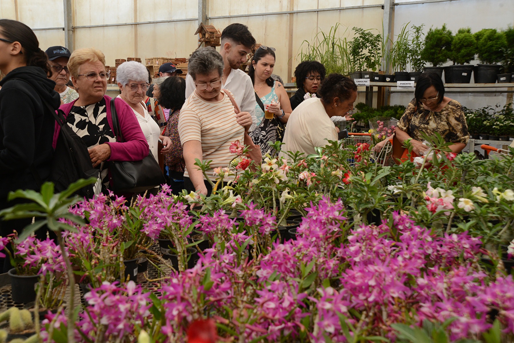 Festa de Flores e Morangos atrai 80 mil visitantes -  (crédito:  ClaudiaMifano)