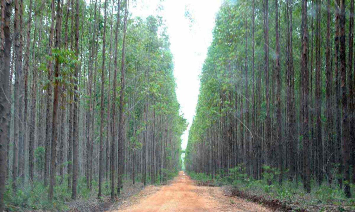  O estado conta ainda com a maior área reflorestada com eucalipto no país, com 2,1 milhões de hectares -  (crédito: Beto Novaes/EM/D.A Press – 16/12/10)