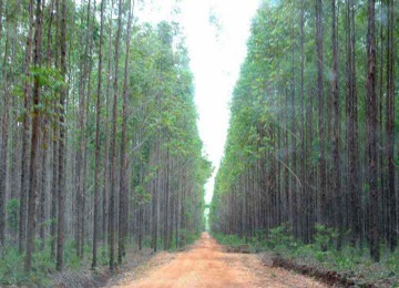  O estado conta ainda com a maior área reflorestada com eucalipto no país, com 2,1 milhões de hectares -  (crédito: Beto Novaes/EM/D.A Press – 16/12/10)