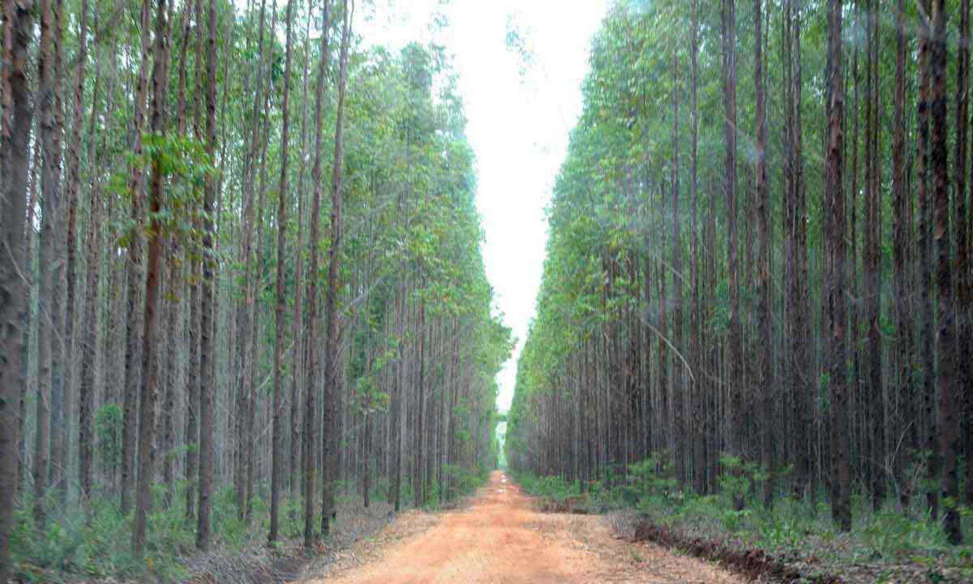 Minas lidera produção da silvicultura no país