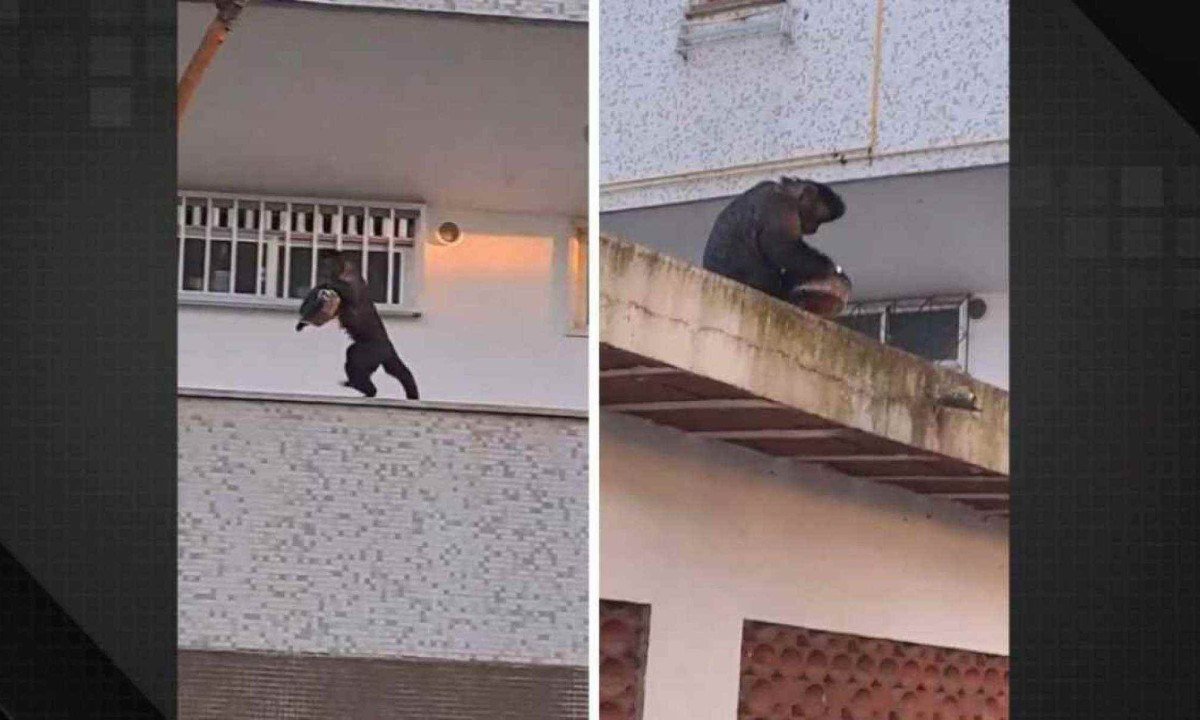 Montagem com imagens de macaco-prego entrando em apartamento no Rio de Janeiro e saindo com um bolo -  (crédito: Reprodução/Dailymotion)