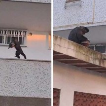 Macaco furta bolo em apartamento no Rio de Janeiro - Reprodução/Dailymotion