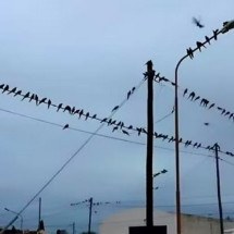 Invasão de papagaios causa caos em cidade da Argentina - reprodução