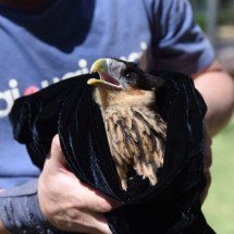 Carcará é resgatado em museu na Praça da Liberdade, em BH - Gladyston Rodrigues/EM/D.A. Press