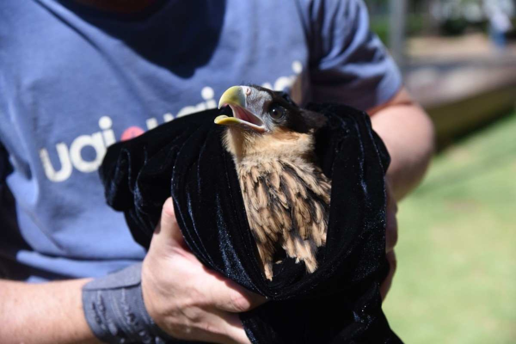 Carcará é resgatado em museu na Praça da Liberdade, em BH