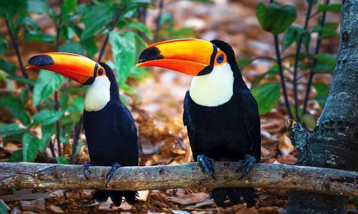 Tucano-toco – 20 cm -  Esta espécie é nativa e se espalha por países da América do Sul, habitando florestas de clima tropical. -  (crédito: Imagem de edmondlafoto por Pixabay)