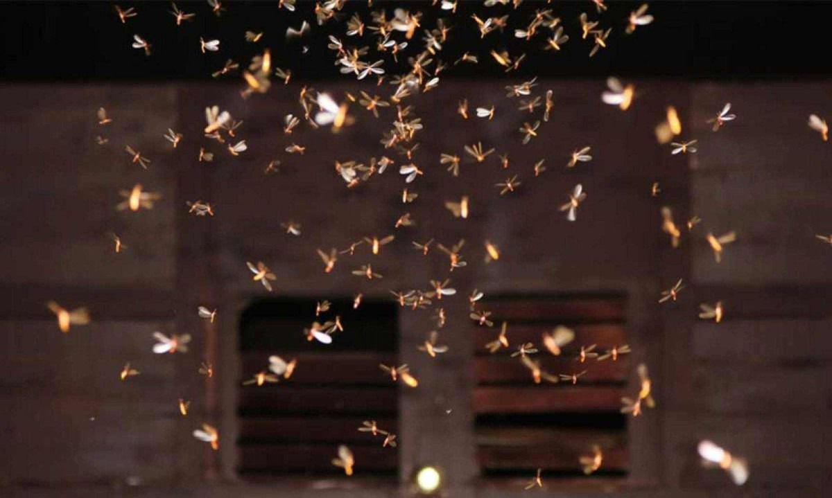 Os mosquitos de luz podem ser um desafio durante os meses mais quentes, mas com algumas medidas simples, você pode minimizar a sua presença e proteger seu ambiente -  (crédito: Reprodução Insect Bye)