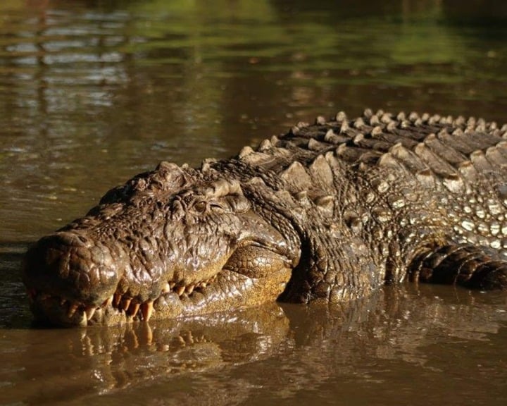 Conheça o crocodilo centenário e de tamanho incomum que vive na África do Sul