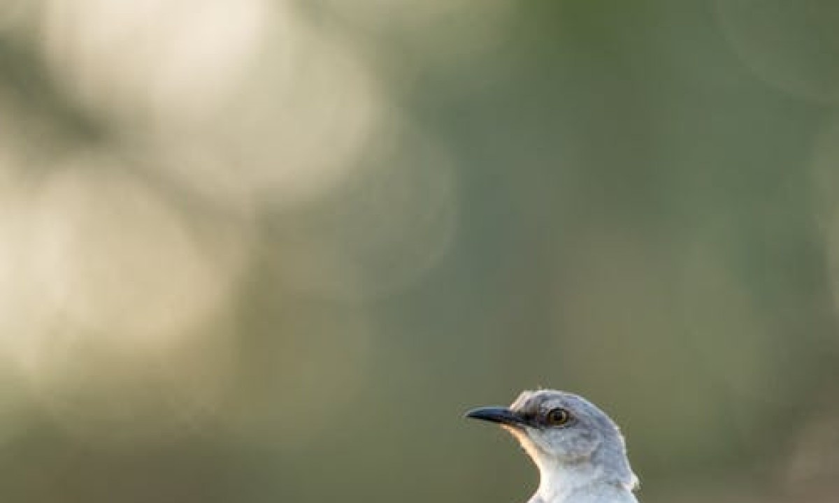 No dia 5 de outubro é comemorado o Dia da Ave -  (crédito: DINO)