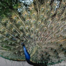 Espetáculo de plumas e cores: Belas aves pelo mundo - Eva Bronzini por Pexels