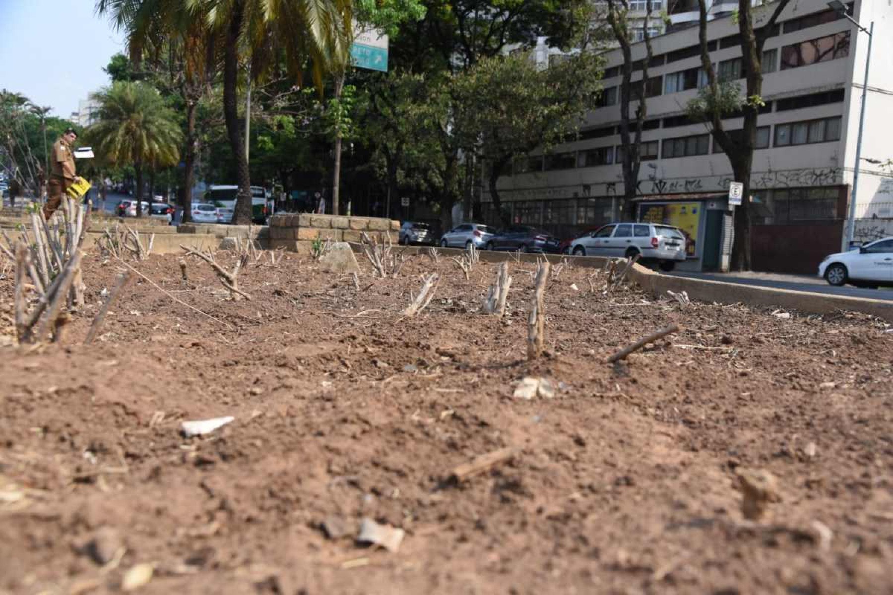 Ao andar pela capital mineira, é notável o impacto das altas temperaturas nas vegetações