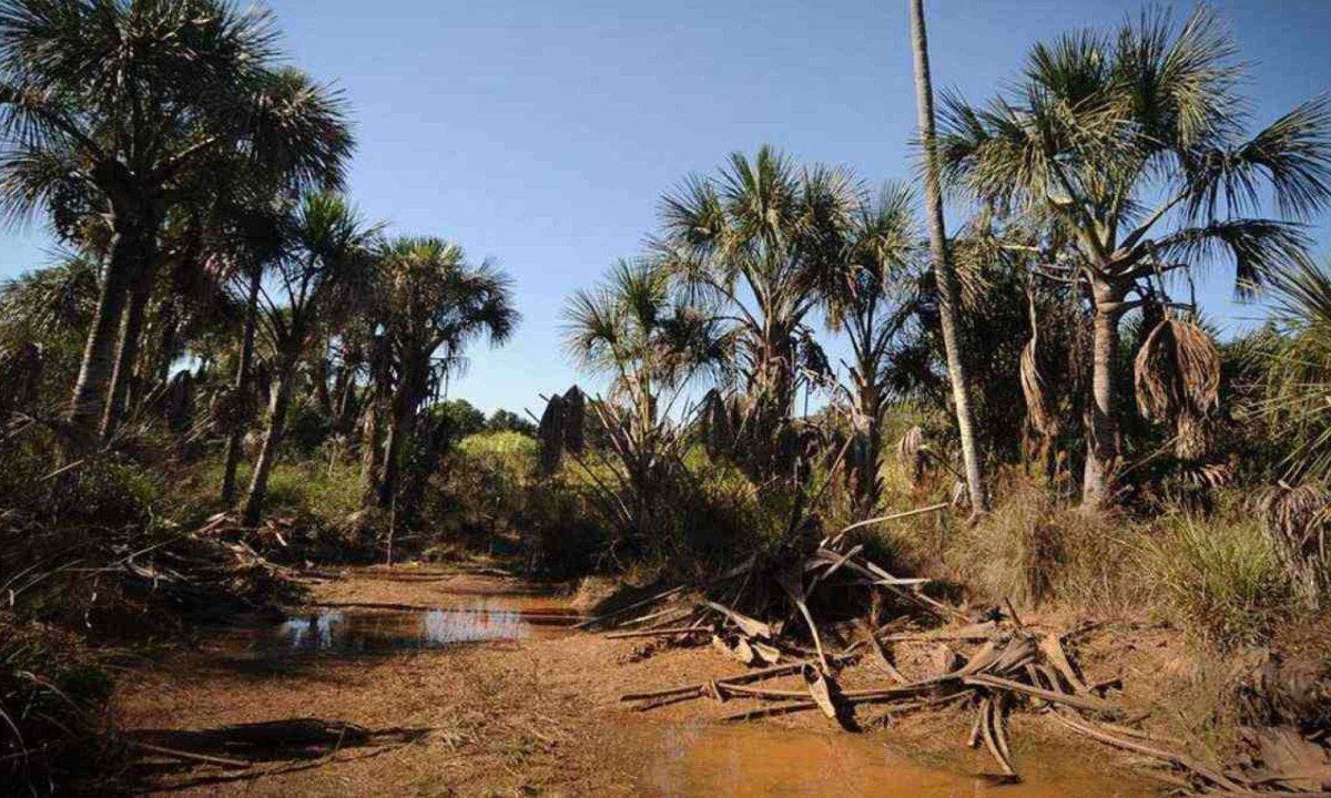 Vereda São José em três marias secou completamente. Minas gerais apresentou o maior número de municípios em seca excepcional -  (crédito: Alexandre Guzanshe/EM/D.A.Press)