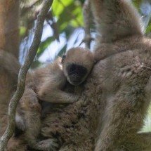 Filhote de muriqui-do-norte, espécie em extinção, nasce em Minas Gerais - Reprodu&ccedil;&atilde;o/ Th&eacute;o Anderson