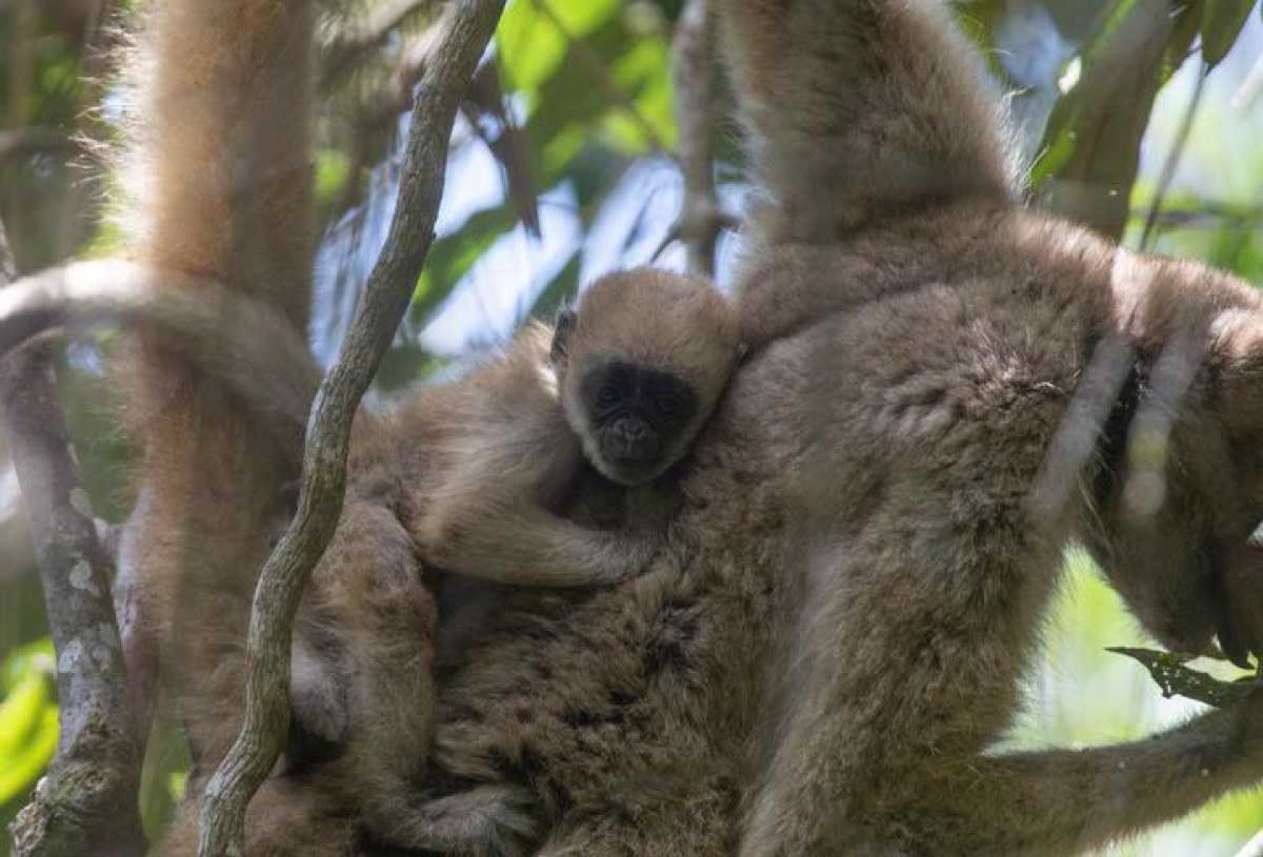 Filhote de muriqui-do-norte, espécie em extinção, nasce em Minas Gerais
