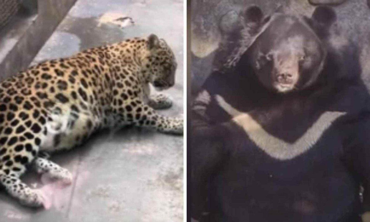 Leopardo e urso obesos do zoológico chinês levantaram debates na web -  (crédito: Reprodução)