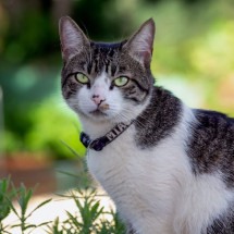 O american wirehair é um gato afetuoso e companheiro (Imagem: Fernando Calmon | Shutterstock) -  (crédito: EdiCase)