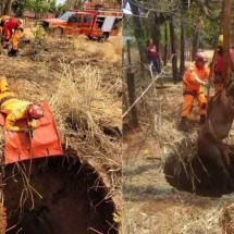 Bombeiros resgatam cavalo que caiu em fossa de 12 metros em Minas; vídeo - Reprodução / CBMMG