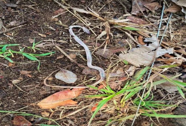 Durante a inspeção, os fiscais constataram que o local apresentava infestação de morcegos e formigas, com fezes em todos os cômodos, além de já ter tido cobras e escorpiões.