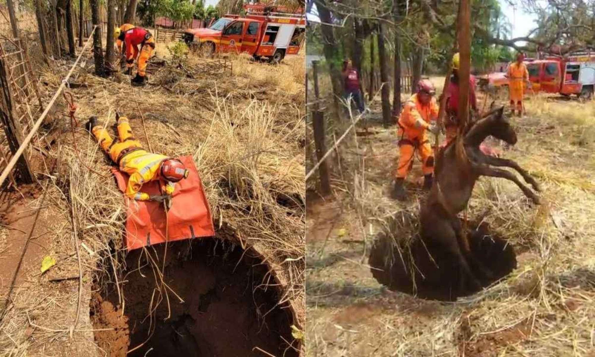 Bombeiros resgatam cavalo que caiu em fossa de 12 metros em Minas; vídeo
