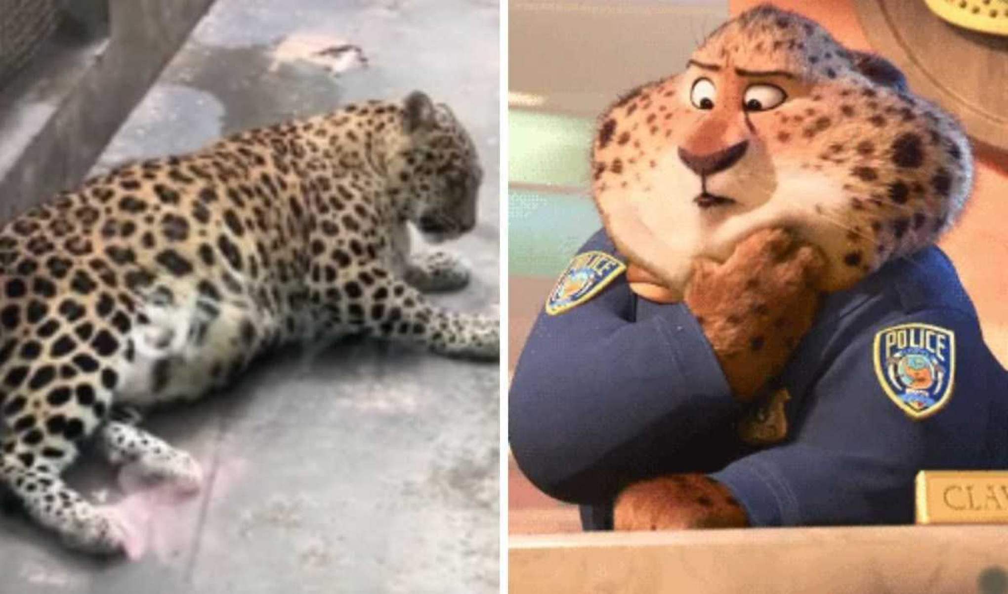 Leopardo do zoológico Panzhihua Zoo foi comparado ao Policial Benjamin Garramansa, personagem do filme 'Zootopia'