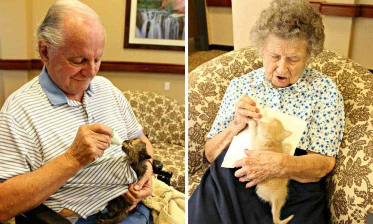 Idosos cuidam de gatinhos em asilo -  (crédito: Courtesy Pima Animal Care Center)