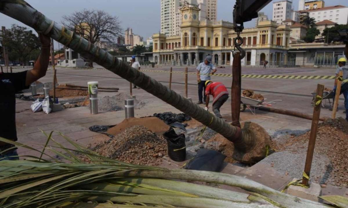 18 palmeiras imperiais foram plantadas na Praça da Estação -  (crédito: Gladyston Rodrigues/EM/D.A Press)