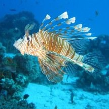 Projeto estimula consumo de peixe-leão, mas cientistas advertem sobre risco de contaminação - Domínio público